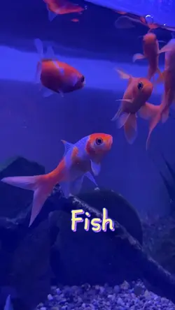 Fish
