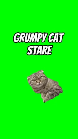 Grumpy cat stare 