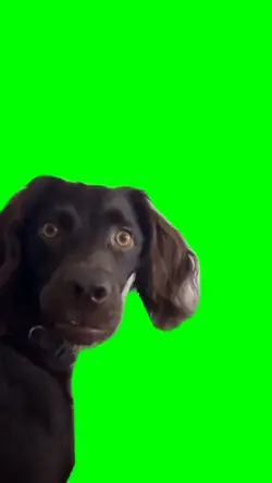 Surprised Dog