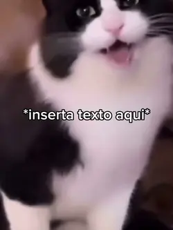 Gato Molesto 