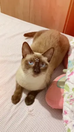 modelo fofo