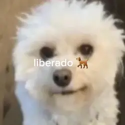 dog cantando