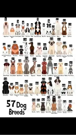 Dog breeds 💞💞