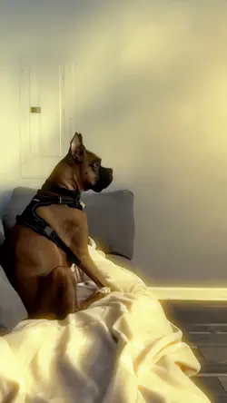 Talking dog