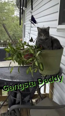 Cat. Planter