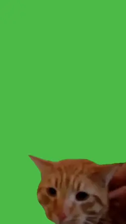Meme gato falando