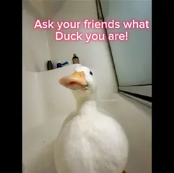Ducks