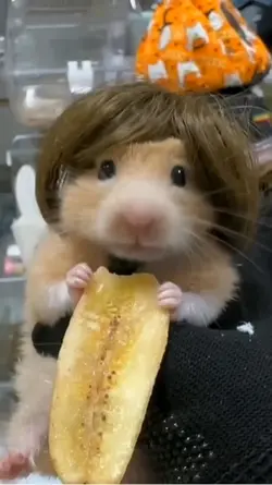 Hamster comiendo!