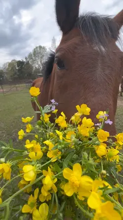 🌼