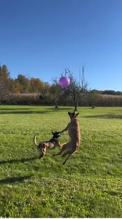 Dog Vs Balloon 