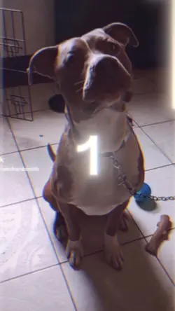 Paw patrol 