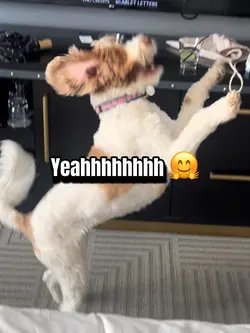 Doge emotions