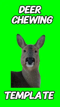 Deer Chewing 