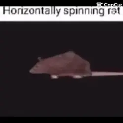 Spinning rat 