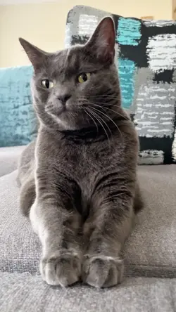 Cat’s self-care