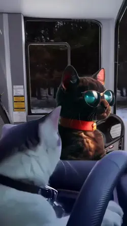 Cats driving 