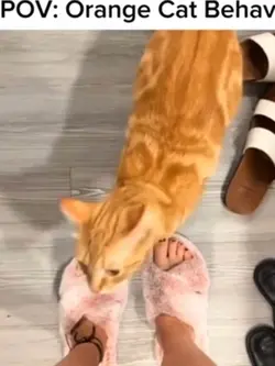 Funny cats