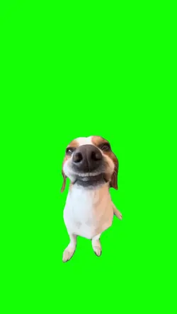 Happy dog 