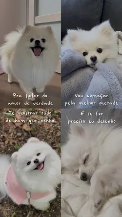 Homenagem ao seu pet
