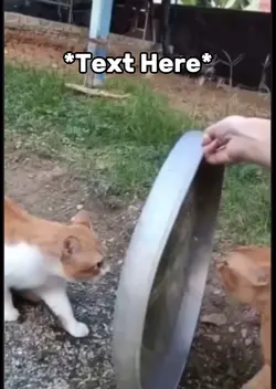 Cat fight meme 