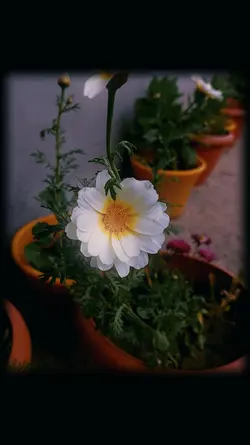 colour grading cenem