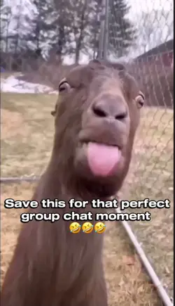 Talking goat meme 😂
