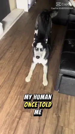 cute husky remix 