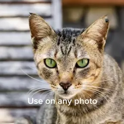 Cut animal 