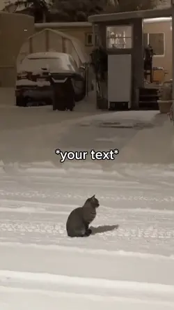 Cat snow