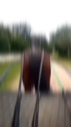 American trotter