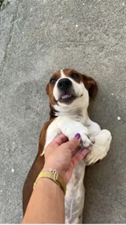 Amor pelos animais 