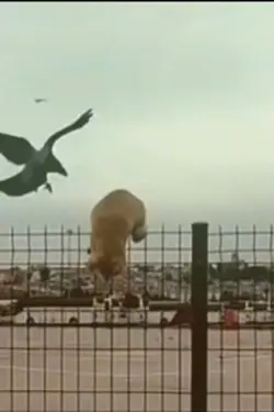 #funnyanimals 