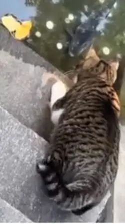 Cat loves Fishing