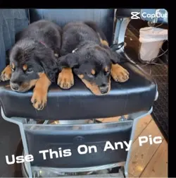 Rock roller puppies