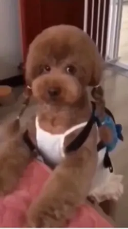 Funny dog💀