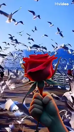 Libertad 