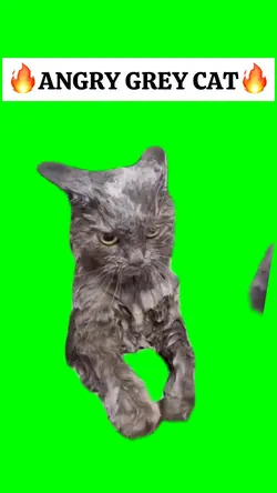 ANGRY GREY CAT meme