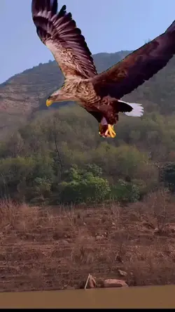 Eagle