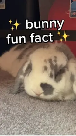 bunny sleepy time 😴