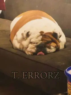 american bull dog