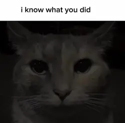 Cat stare