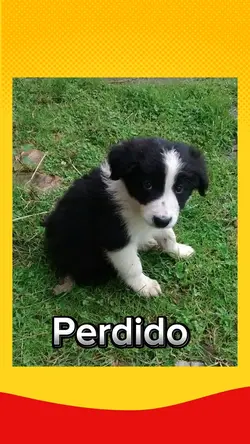 perdido