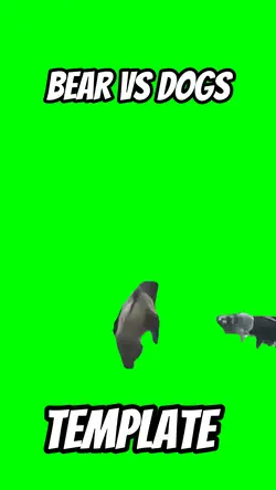Bear vs dogs 
