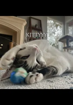 Kitty