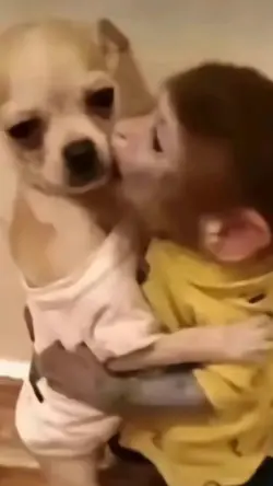Animais meme casal