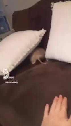 Big chonkus