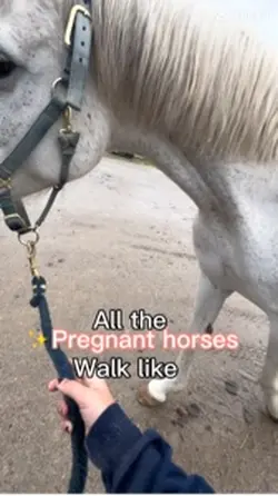 Pregnant horse 🐴 