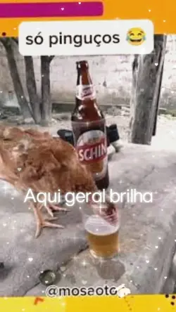 animais no drip 