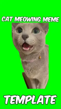 Cat meowing 