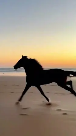 Velocity On a Beach